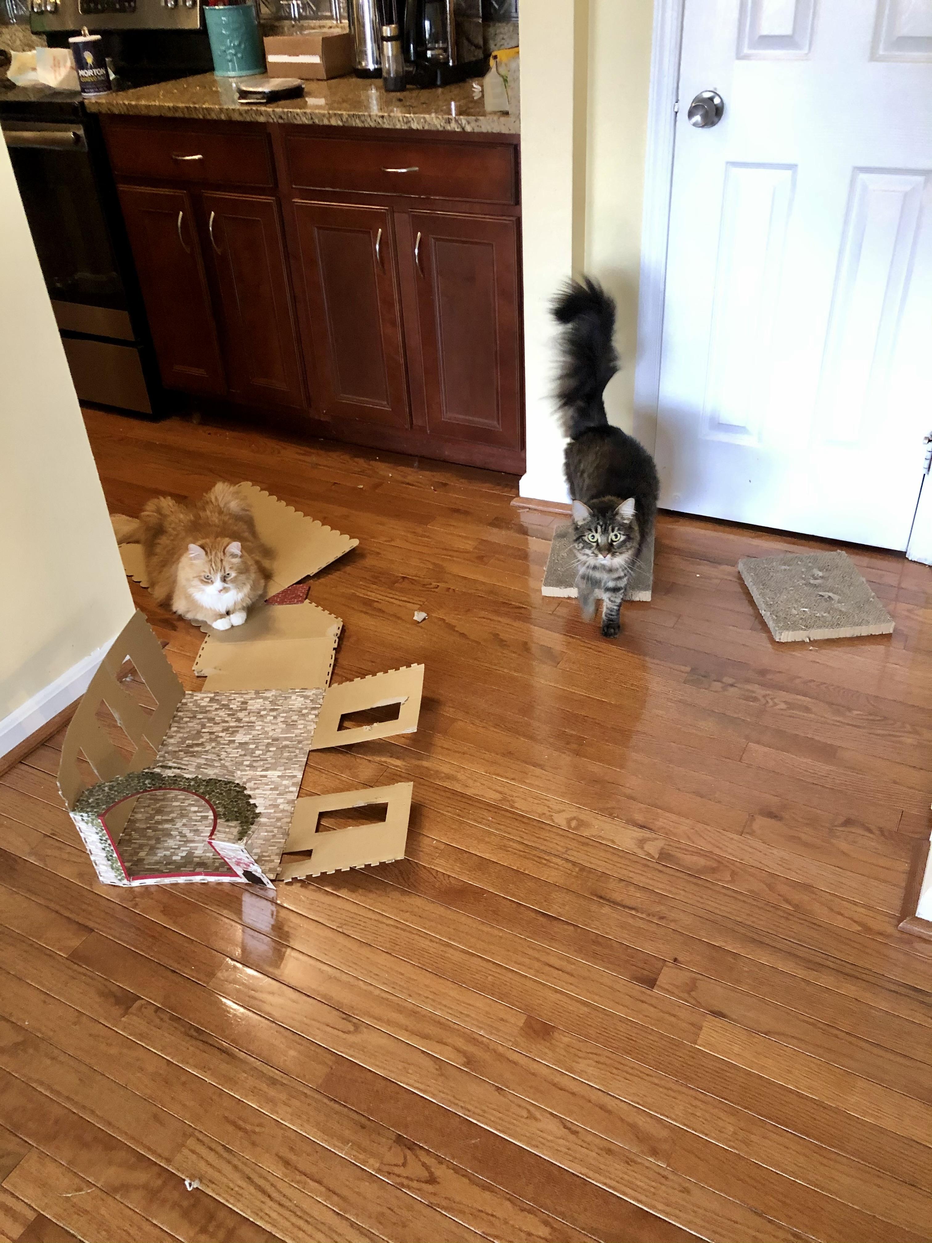 Marm and Toast trying to appe…
