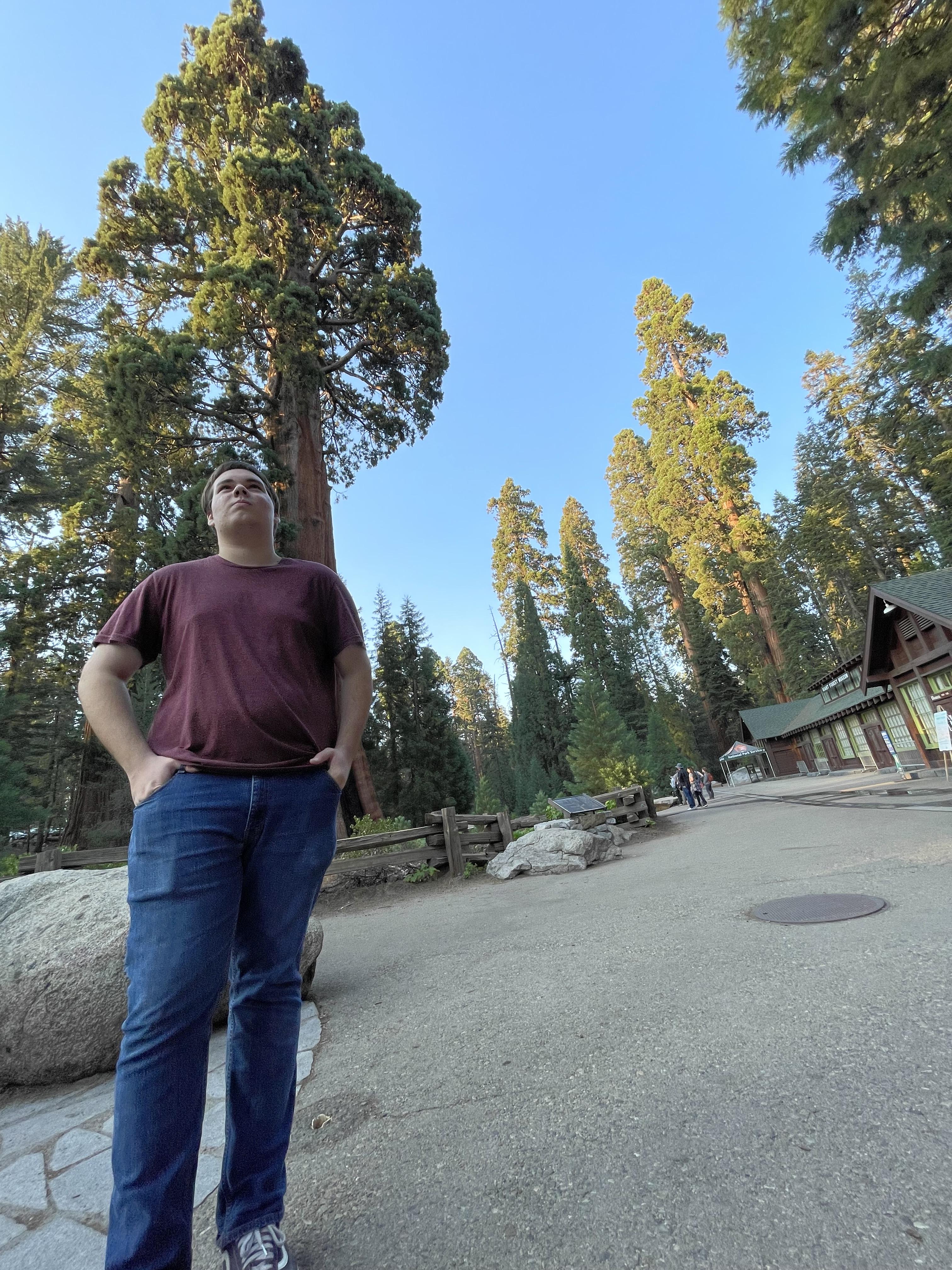 Checking out the giant trees