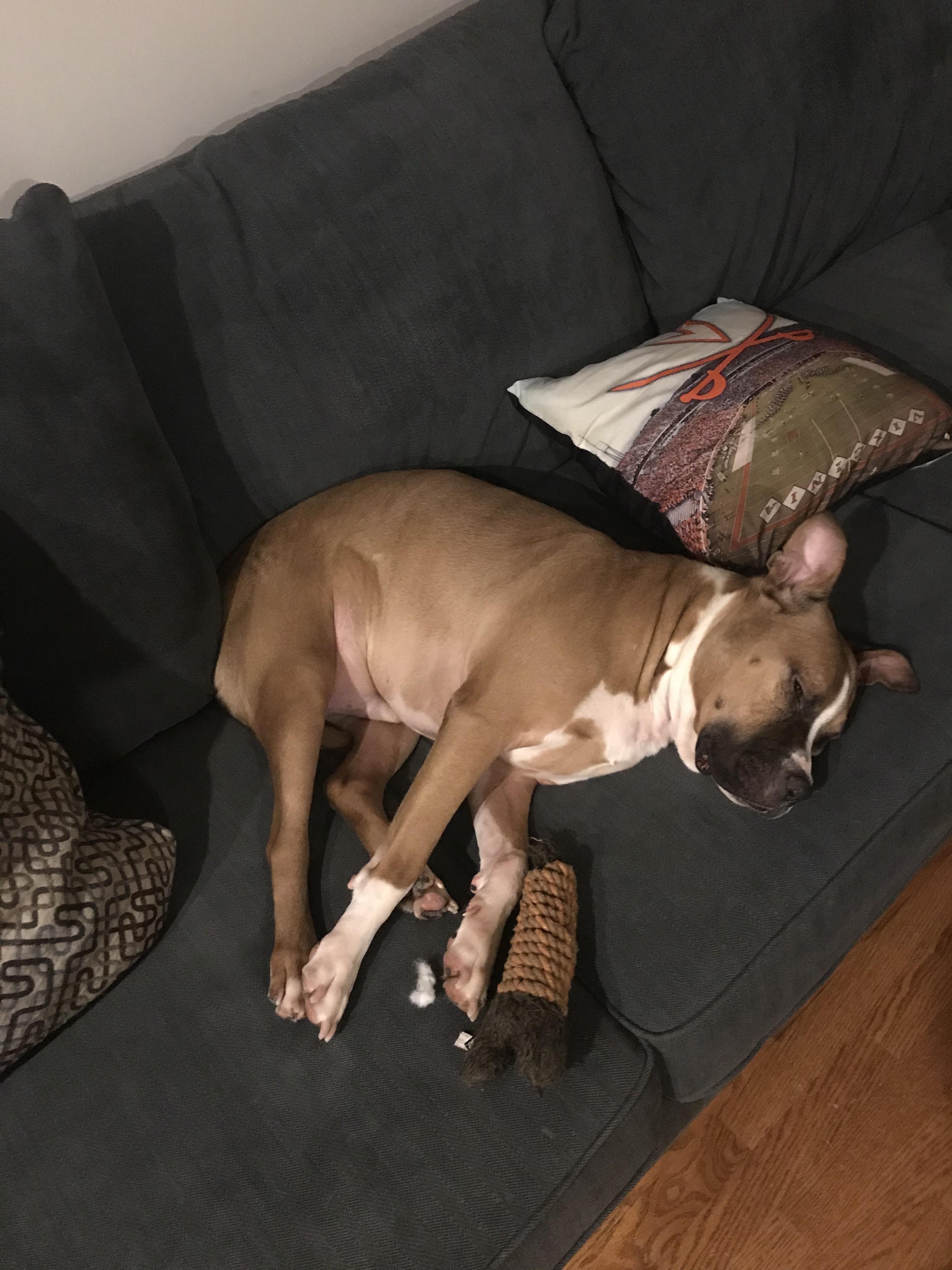 Jax was the best dog, he was …