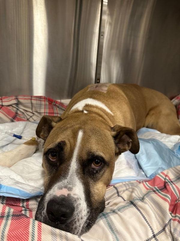 Jax recovering from his spina…