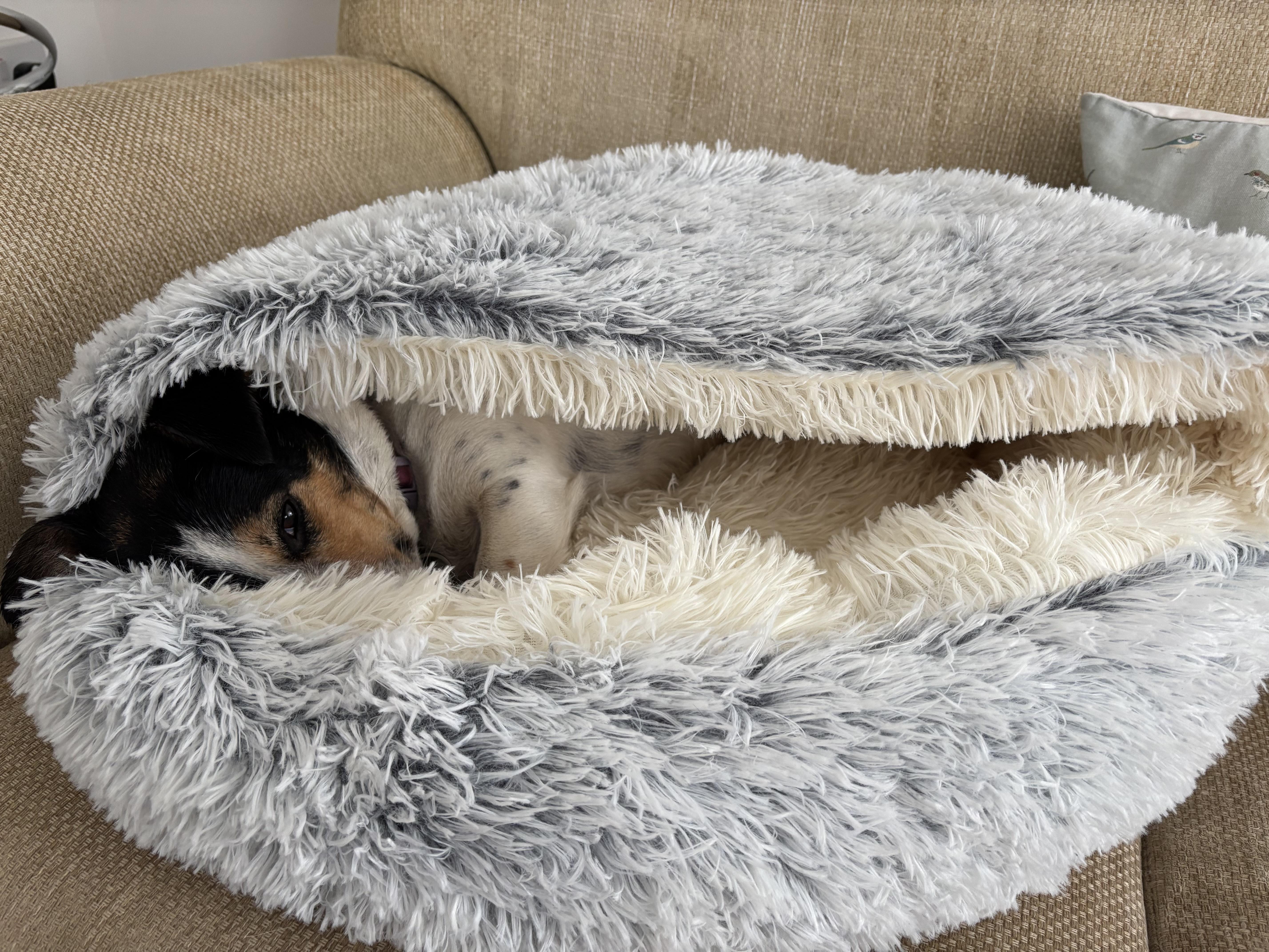 Where's the dog - I took a 'w…