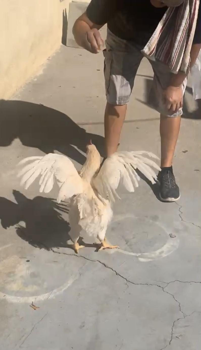 her chicken named “ pollo”