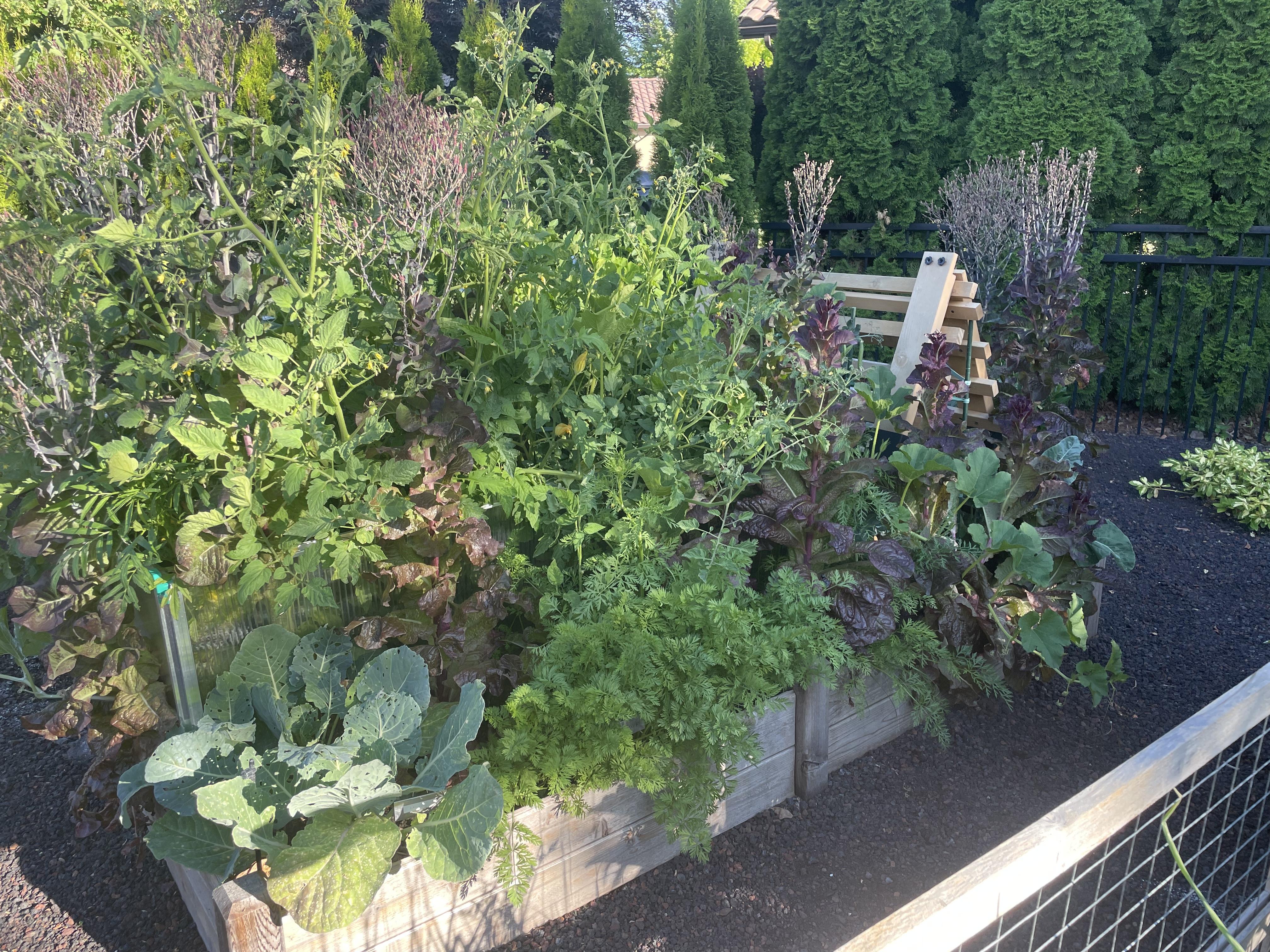 Dad’s beautiful garden! It re…