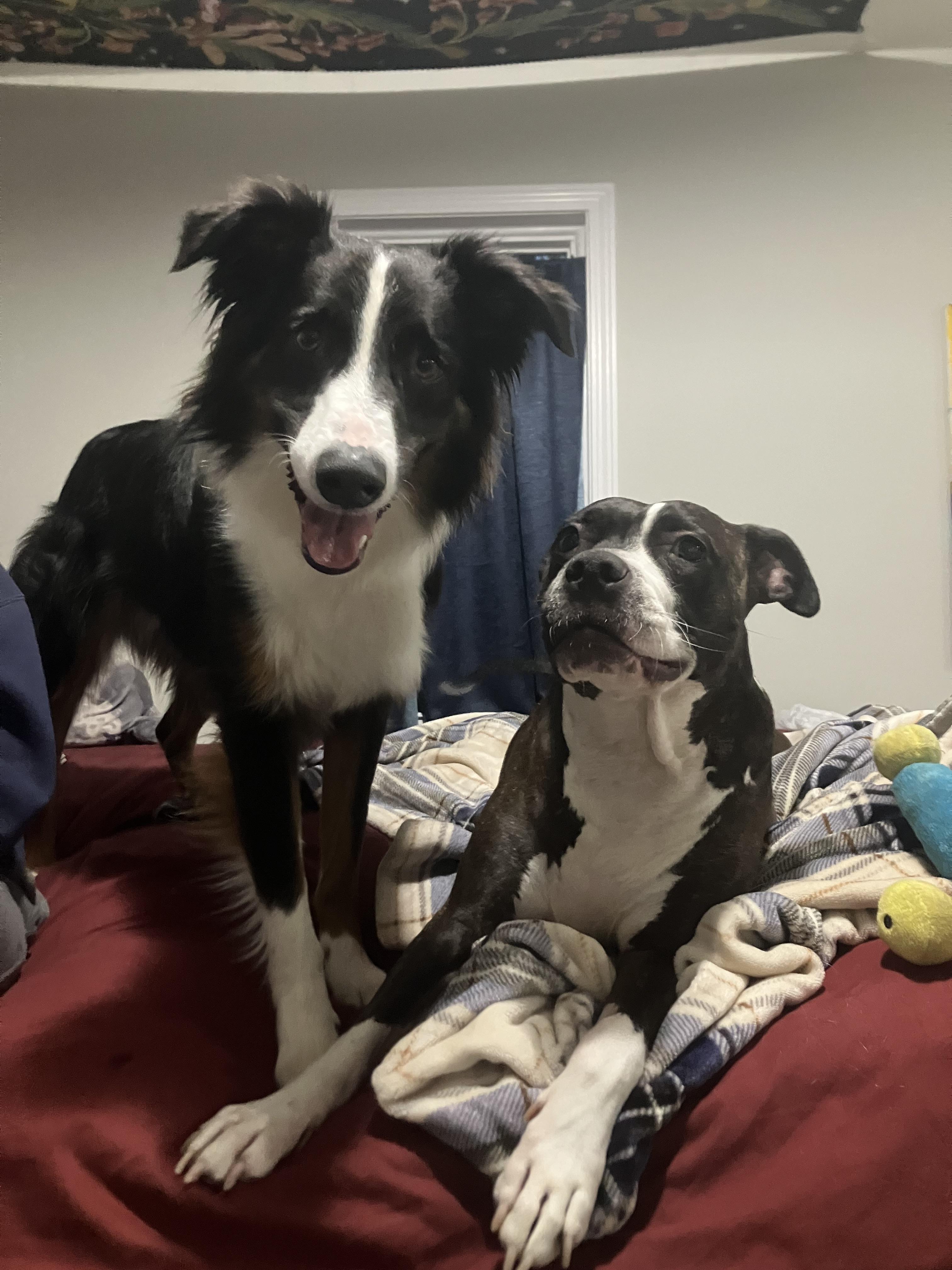 Besties for the resties