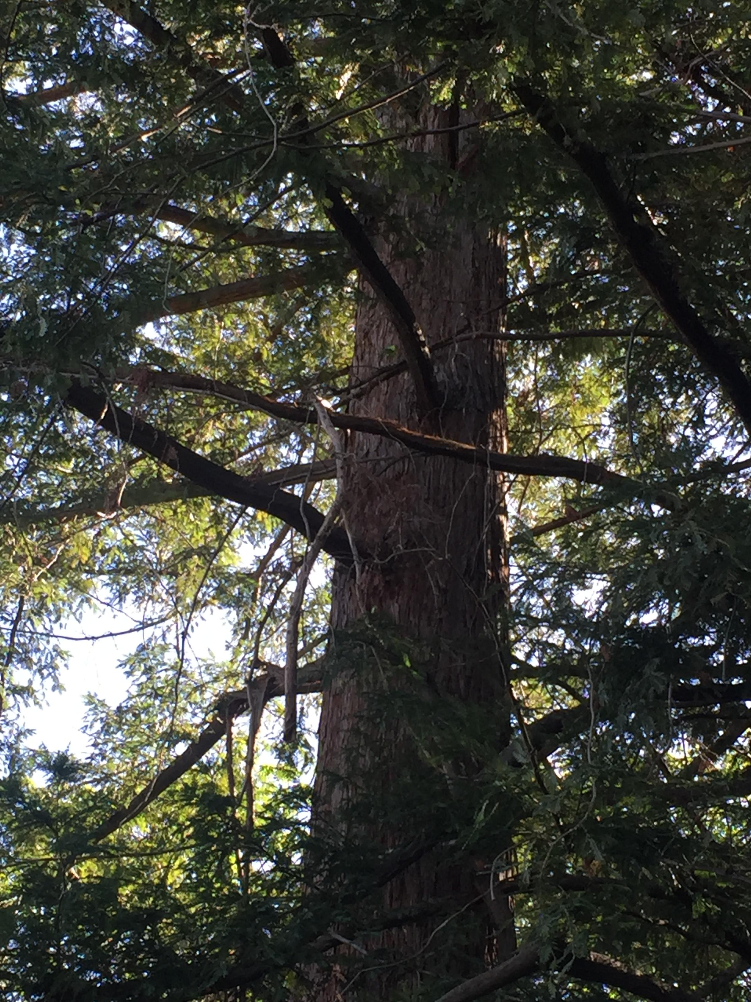 Eddie's redwood tree since 19…