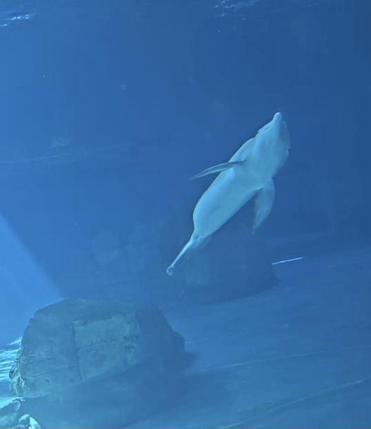 Photos of the beautiful angel…