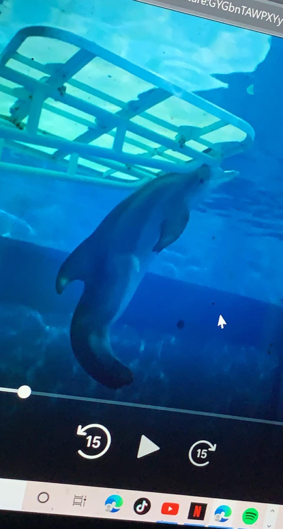 Watching dolphin tale 2