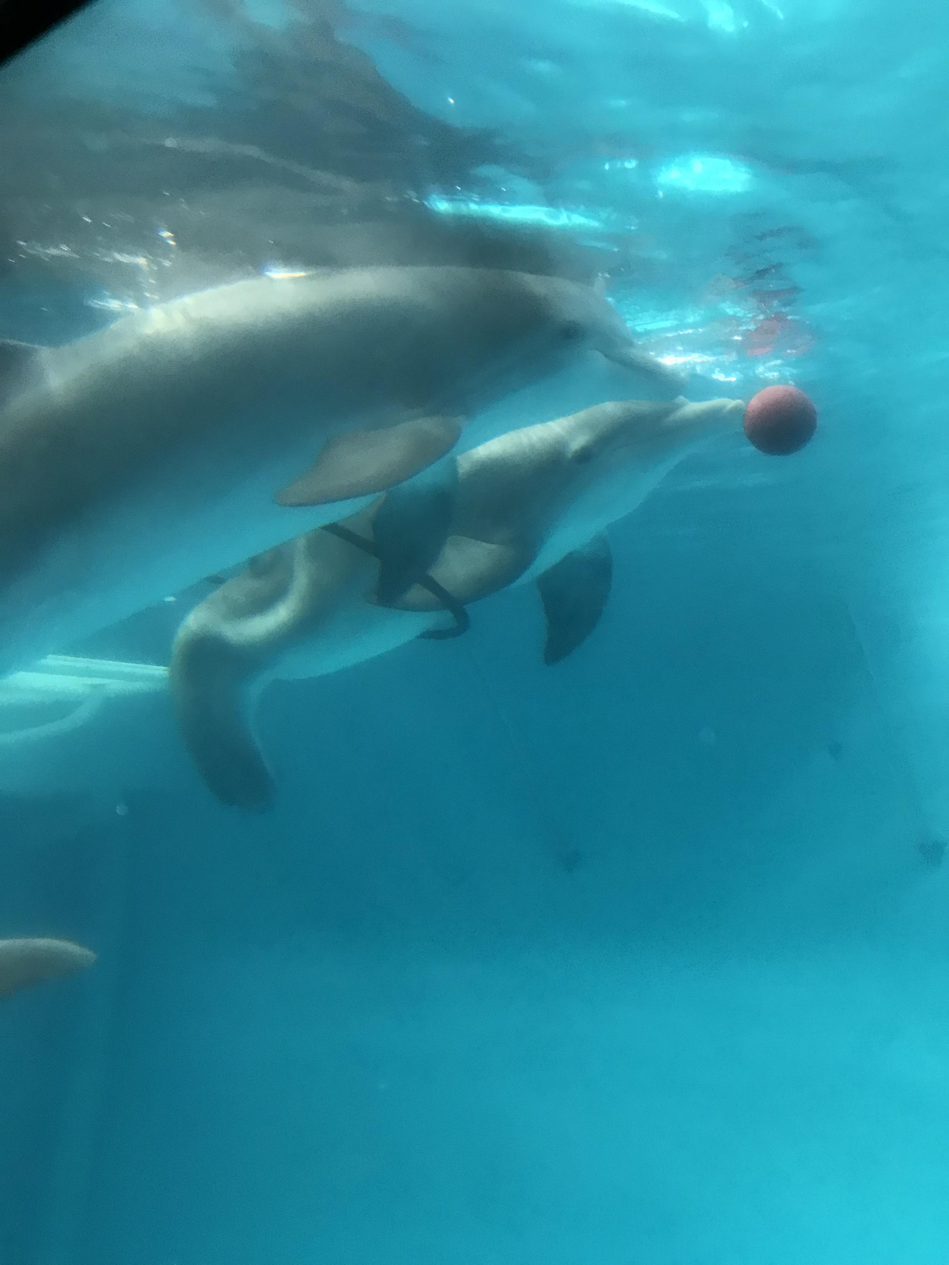 Winter playing with her frien…