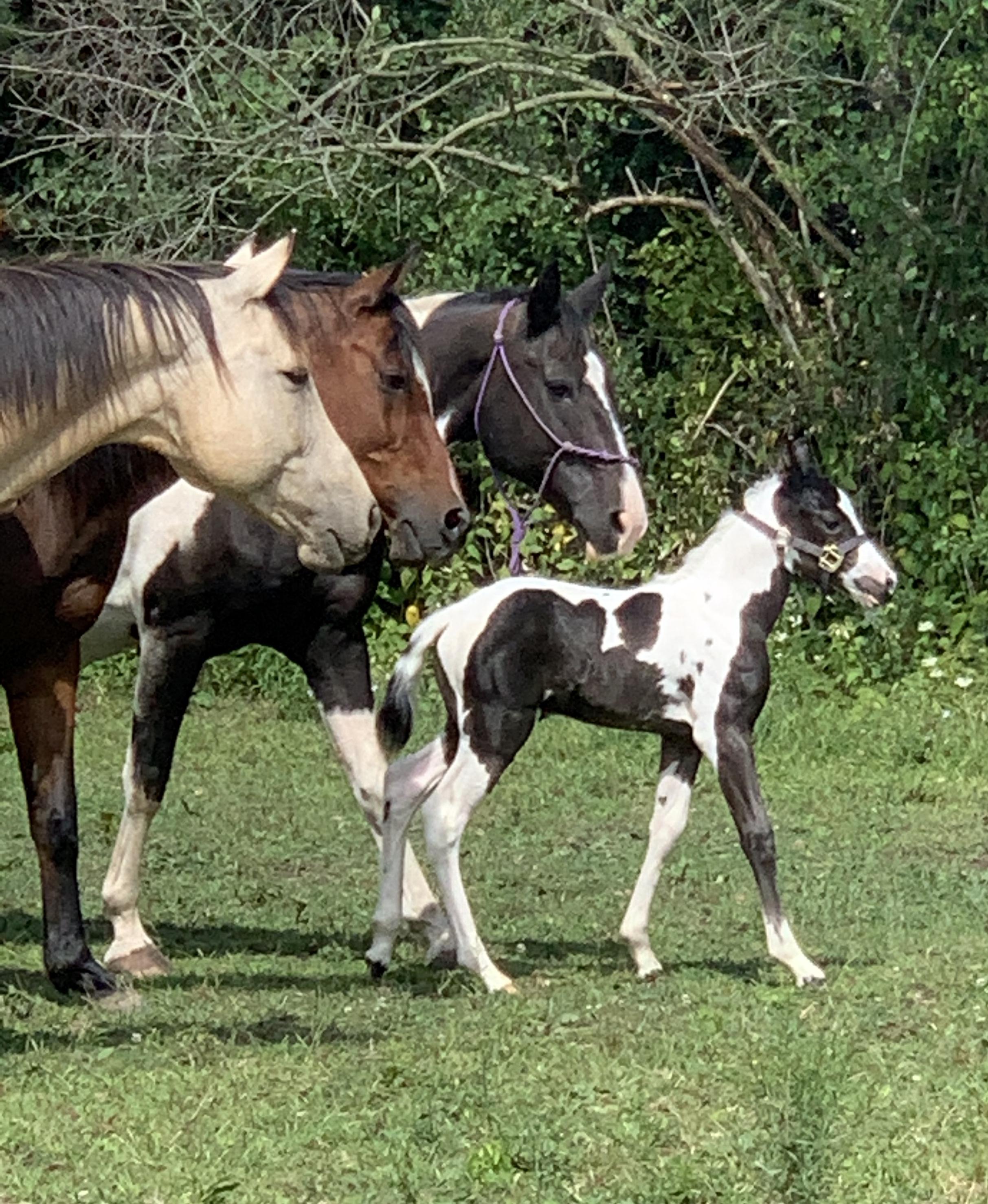 Stormy and the group