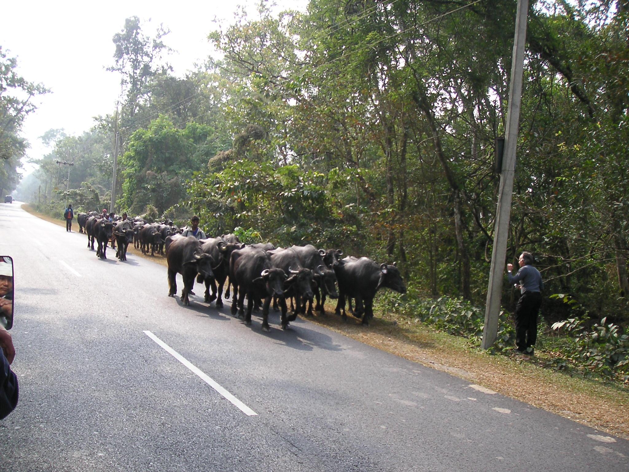 Joe tries to slow down a herd…