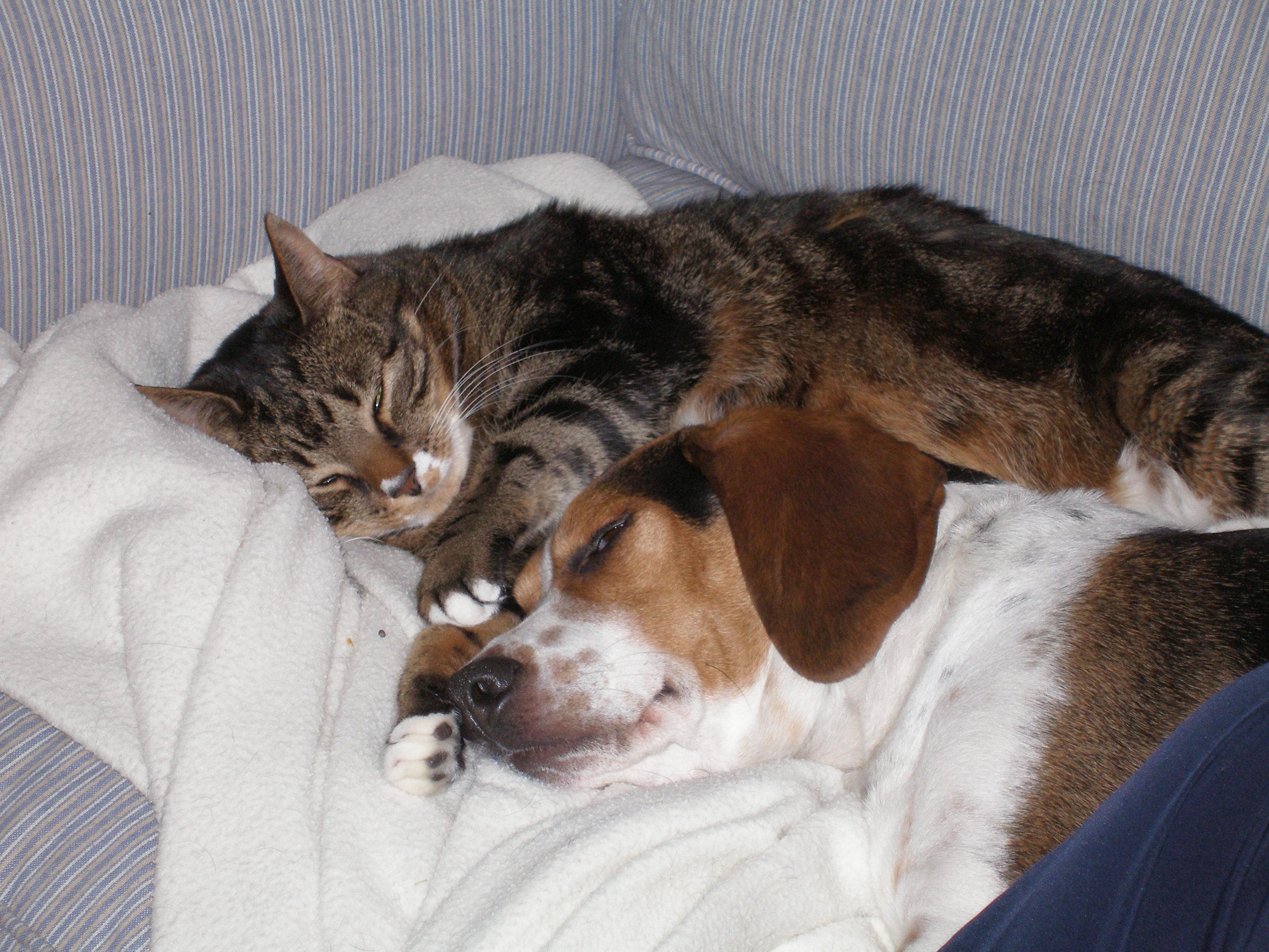 Cats and dogs, getting along,…
