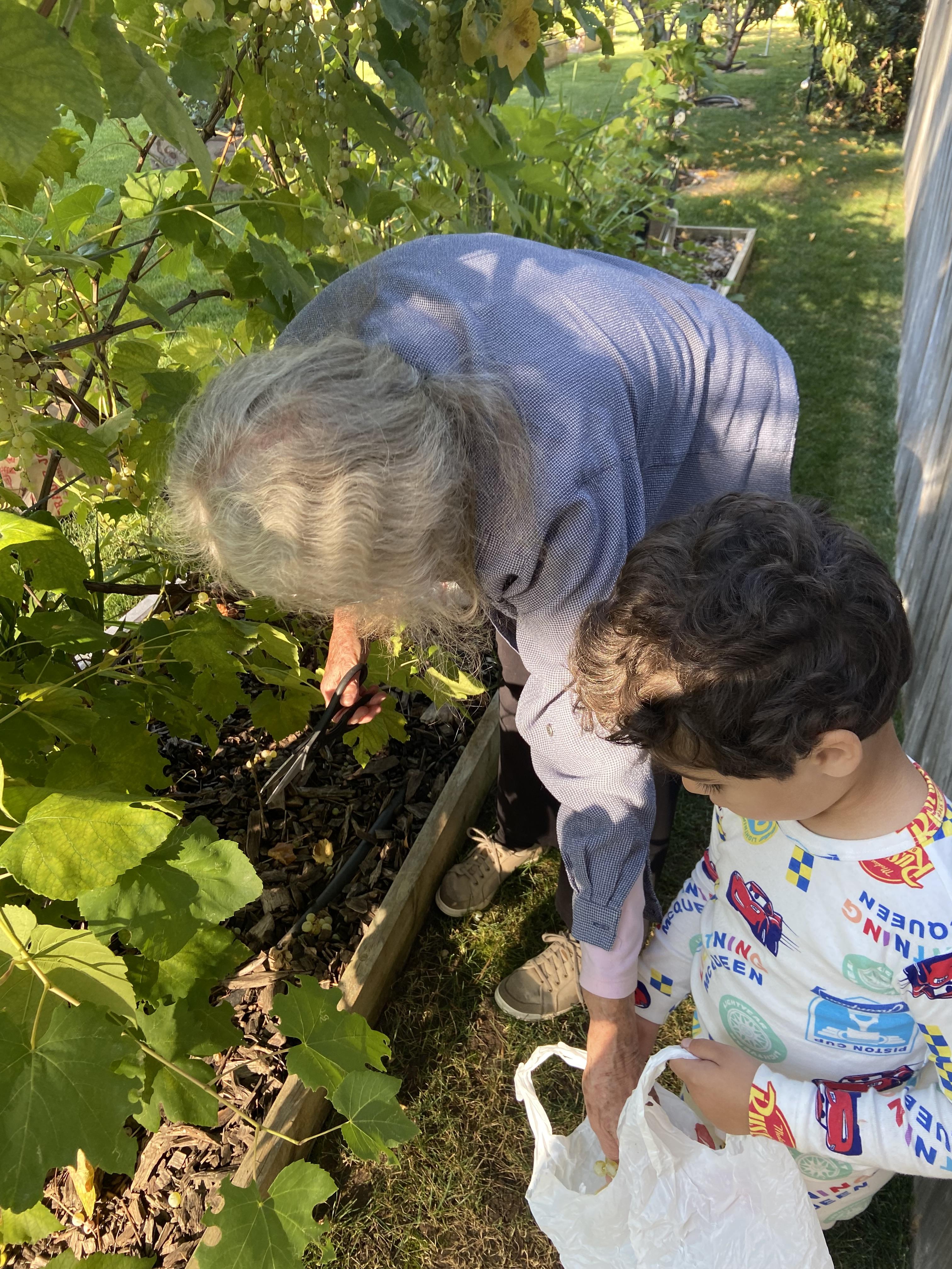 Picking grapes from Mary Elle…