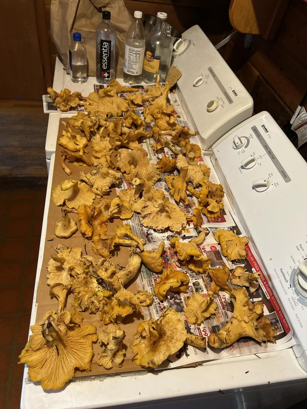 A Joel 'shroom haul.  Yum!