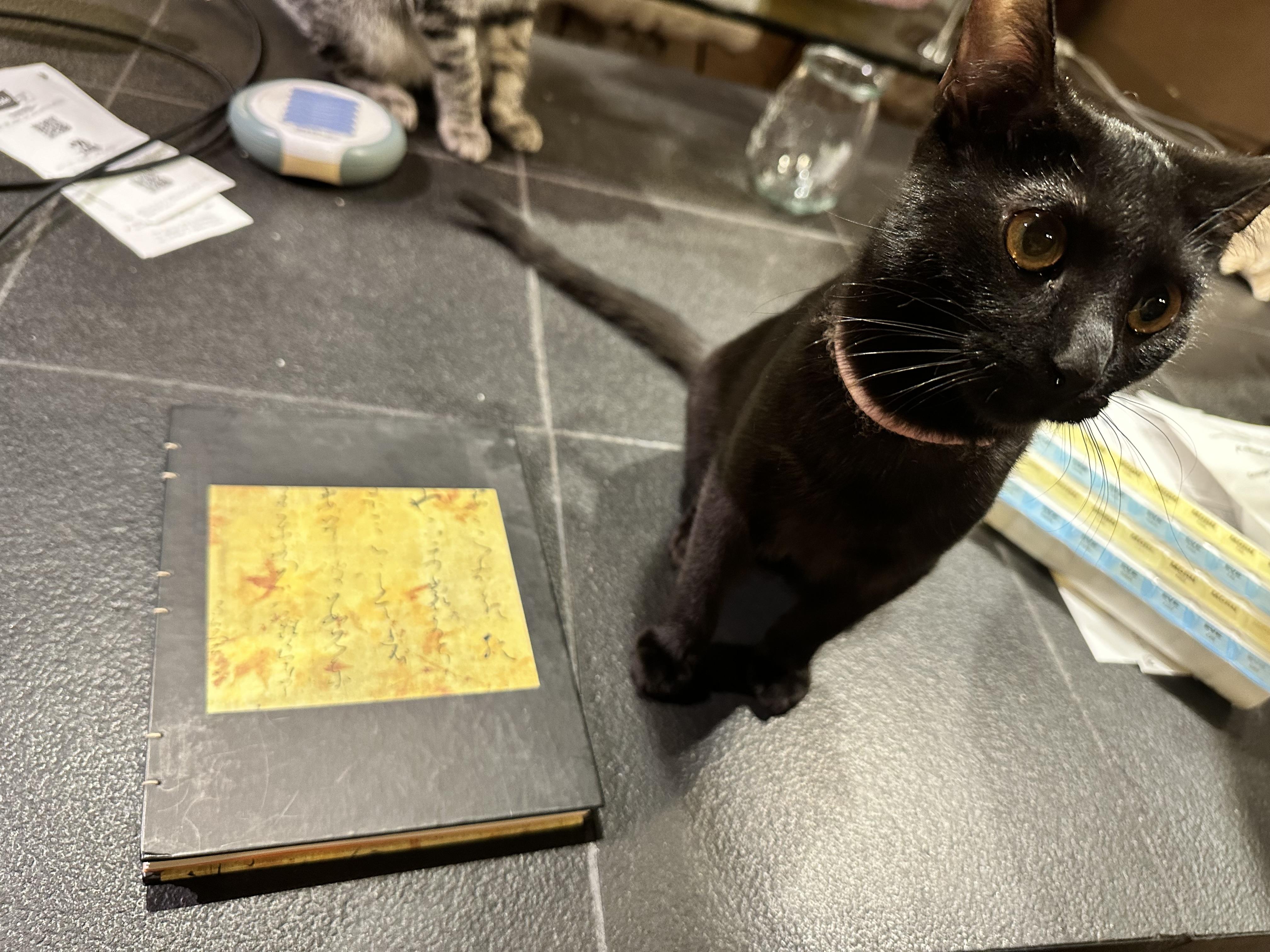 My kitten, Bean, wants to sho…