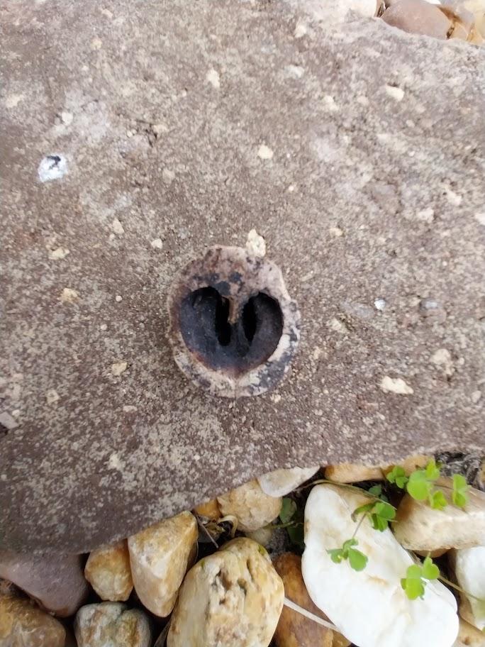 Hickory nut with Heart opening