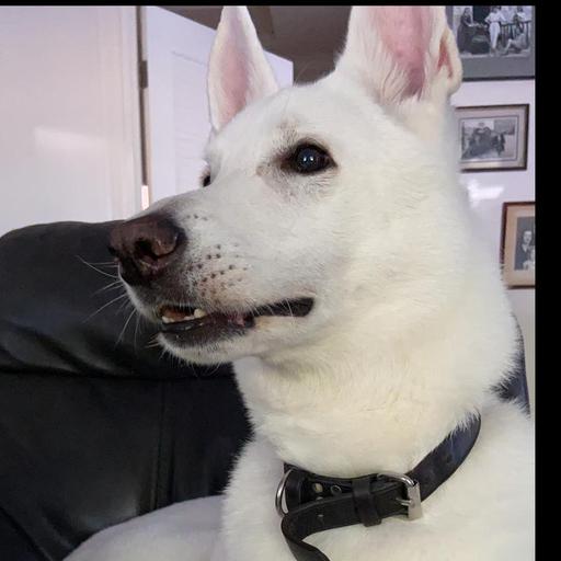 User profile photo