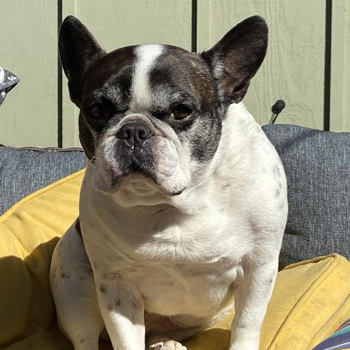 User profile photo