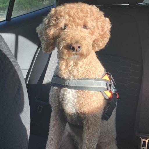 User profile photo